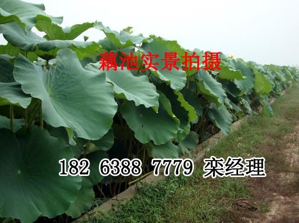 為什么要推出藕池專用膜建池模式？